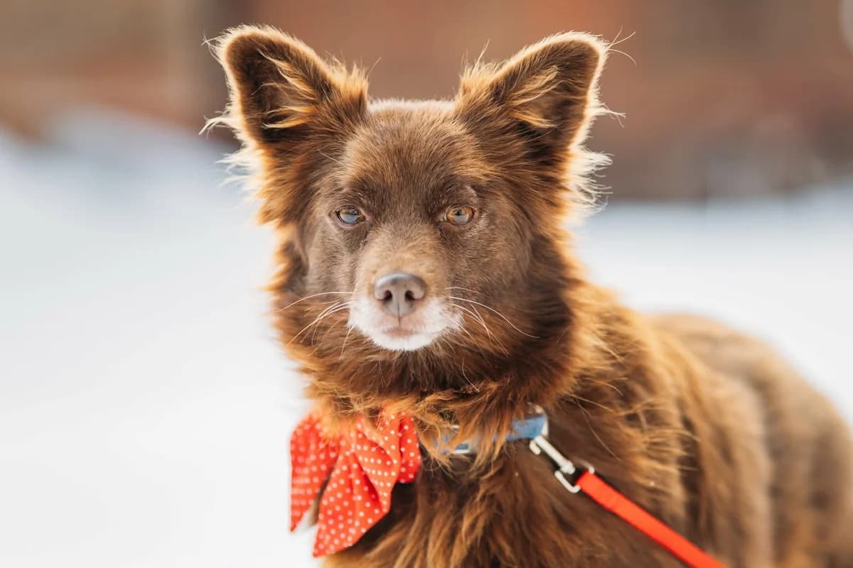 Elise, female young Mixed Breed for adoption at Ein Herz für Streuner e.V., München