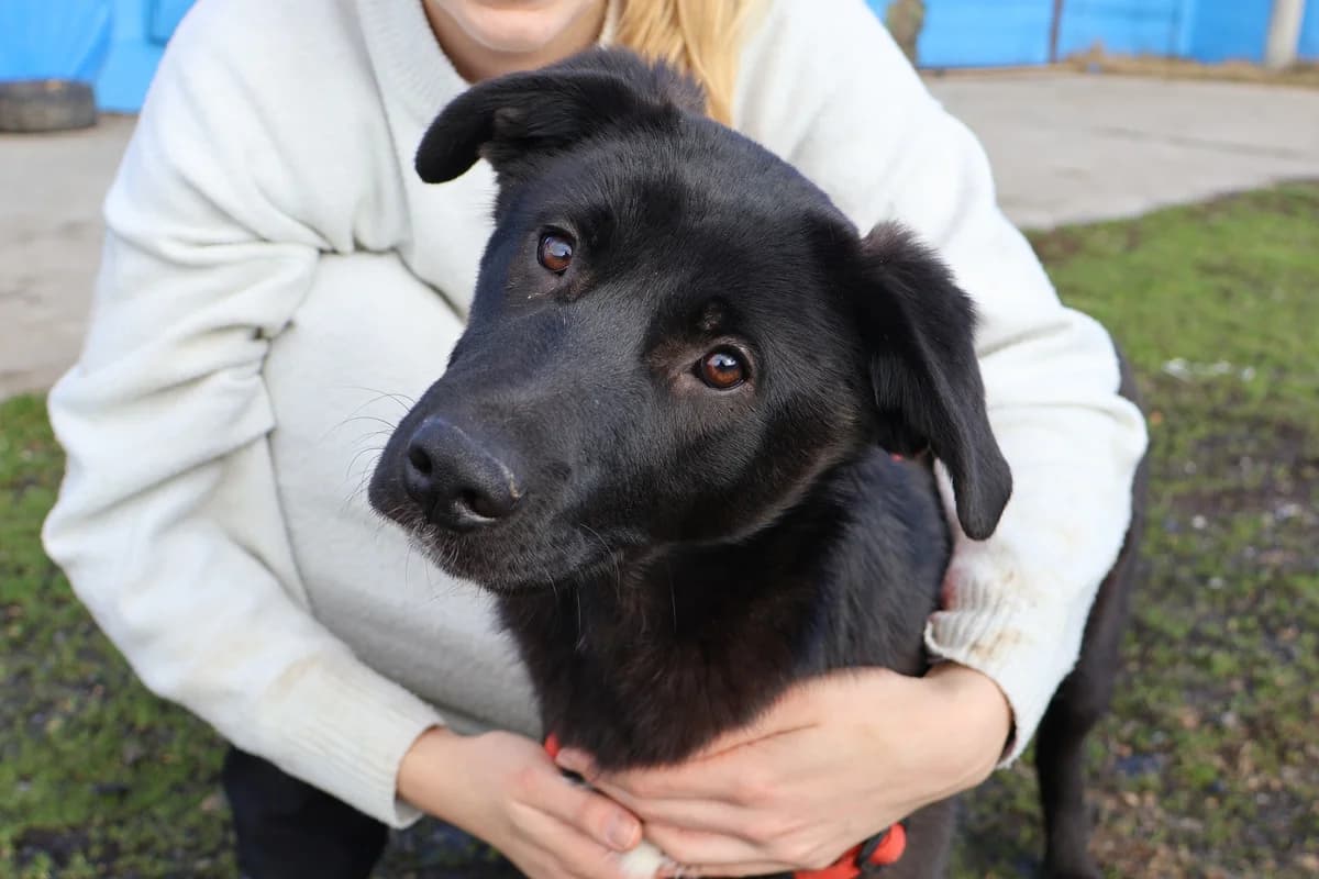 Eliza, weiß female puppy Mixed Breed for adoption at Ein Herz für Streuner e.V., München