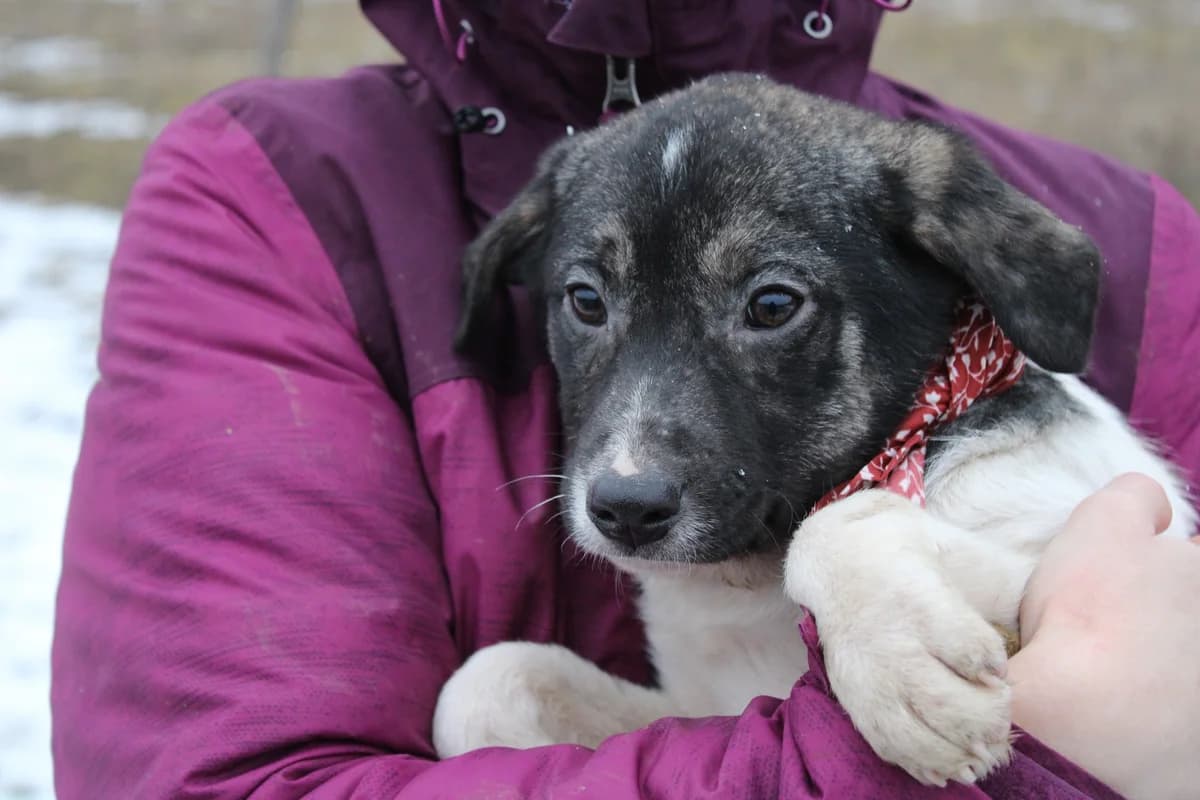Ella, female puppy Mixed Breed for adoption at Ein Herz für Streuner e.V., München