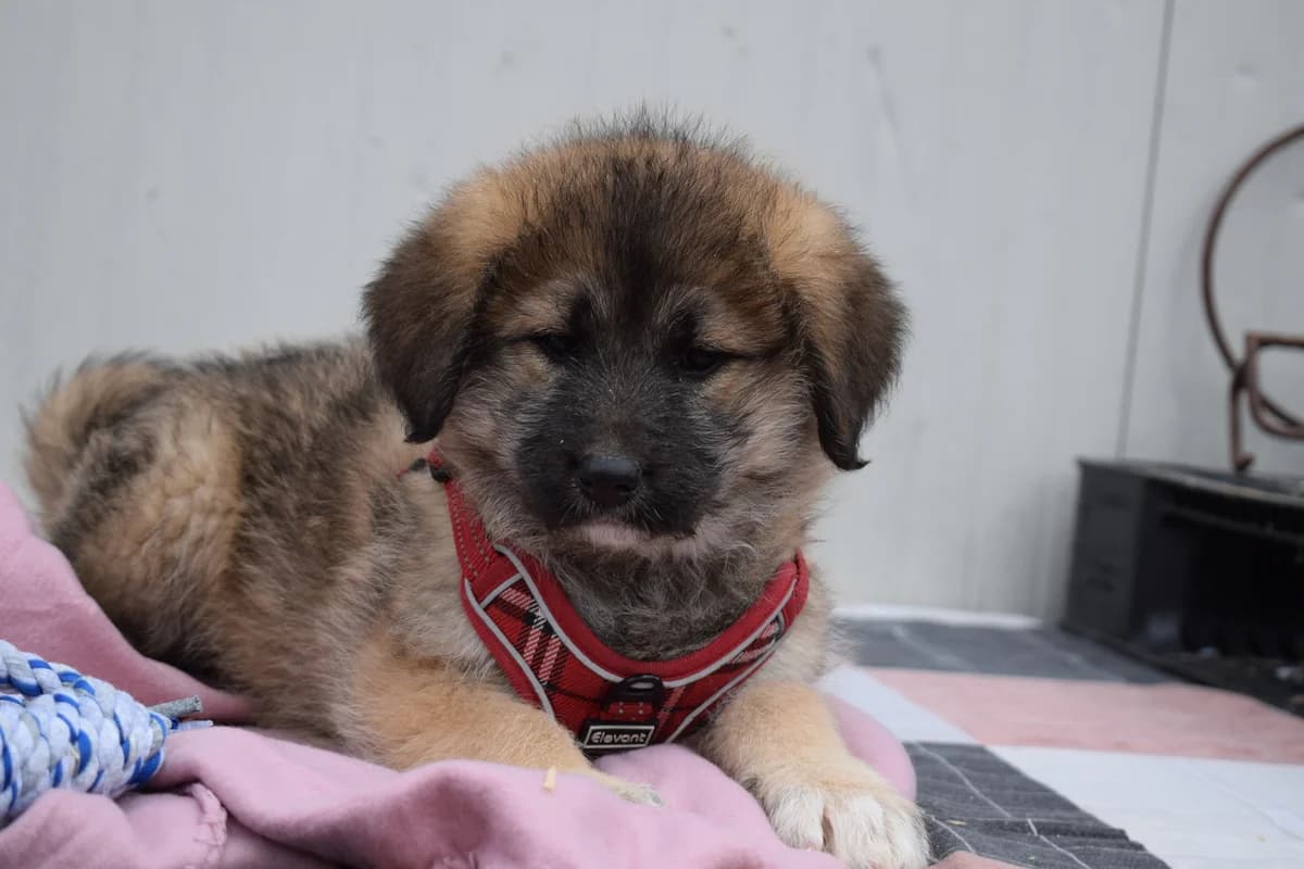Ella, female puppy Mixed Breed for adoption at Ein Herz für Streuner e.V., München