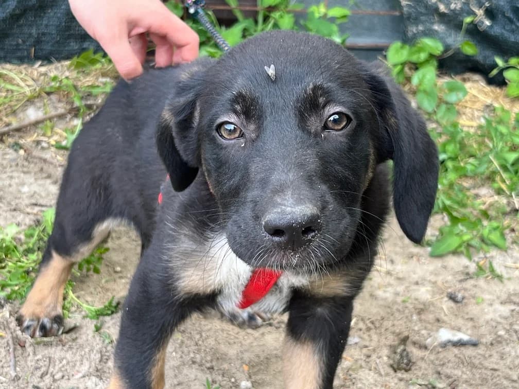 Ella, female puppy Mixed Breed for adoption at Ein Herz für Streuner e.V., München
