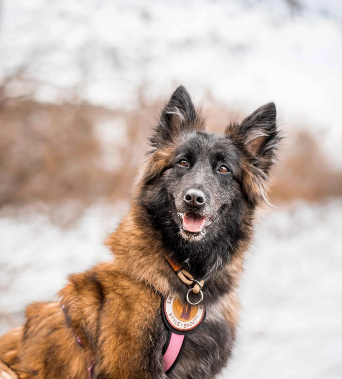 Ellen, female 6yo Mixed Breed for adoption at Ein Herz für Streuner e.V., München
