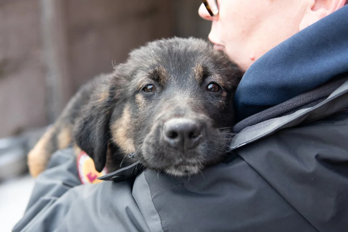 Elli, schwarz female puppy Mixed Breed for adoption at Ein Herz für Streuner e.V., München