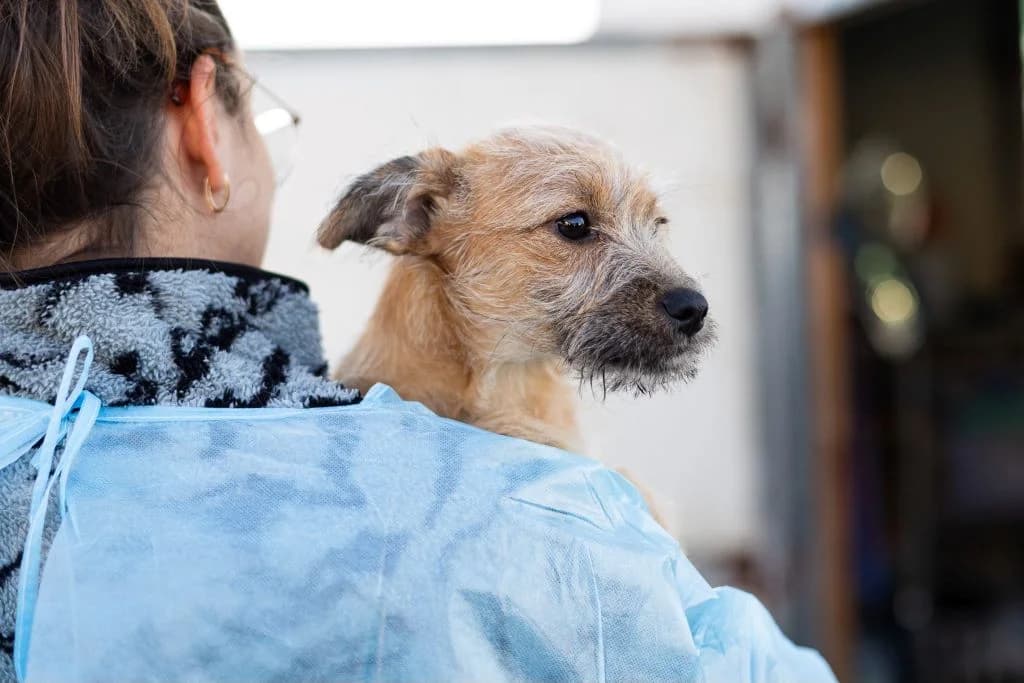Elli, female puppy Mixed Breed for adoption at Ein Herz für Streuner e.V., München