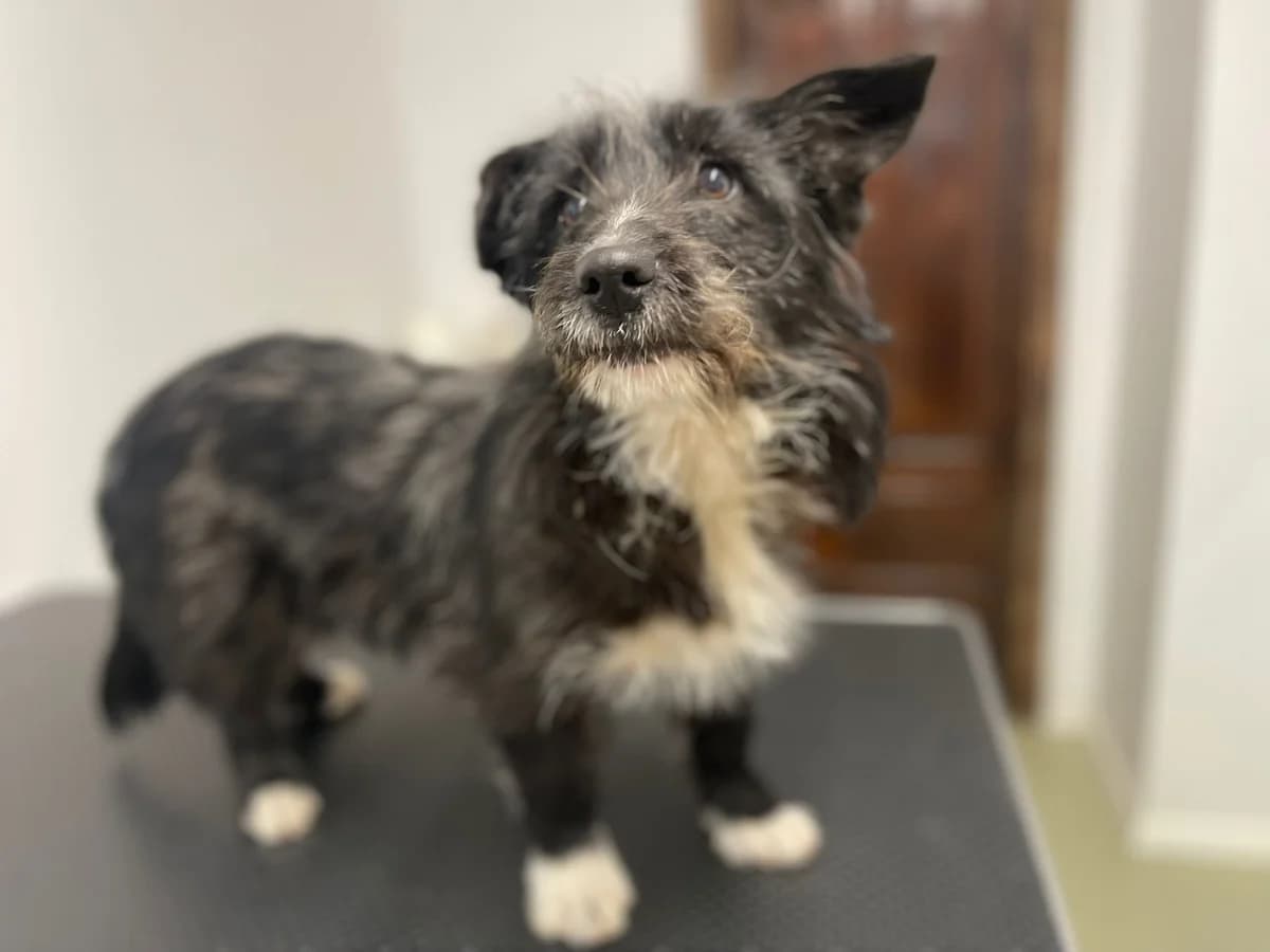 Elli, female young Mixed Breed for adoption at Ein Herz für Streuner e.V., München