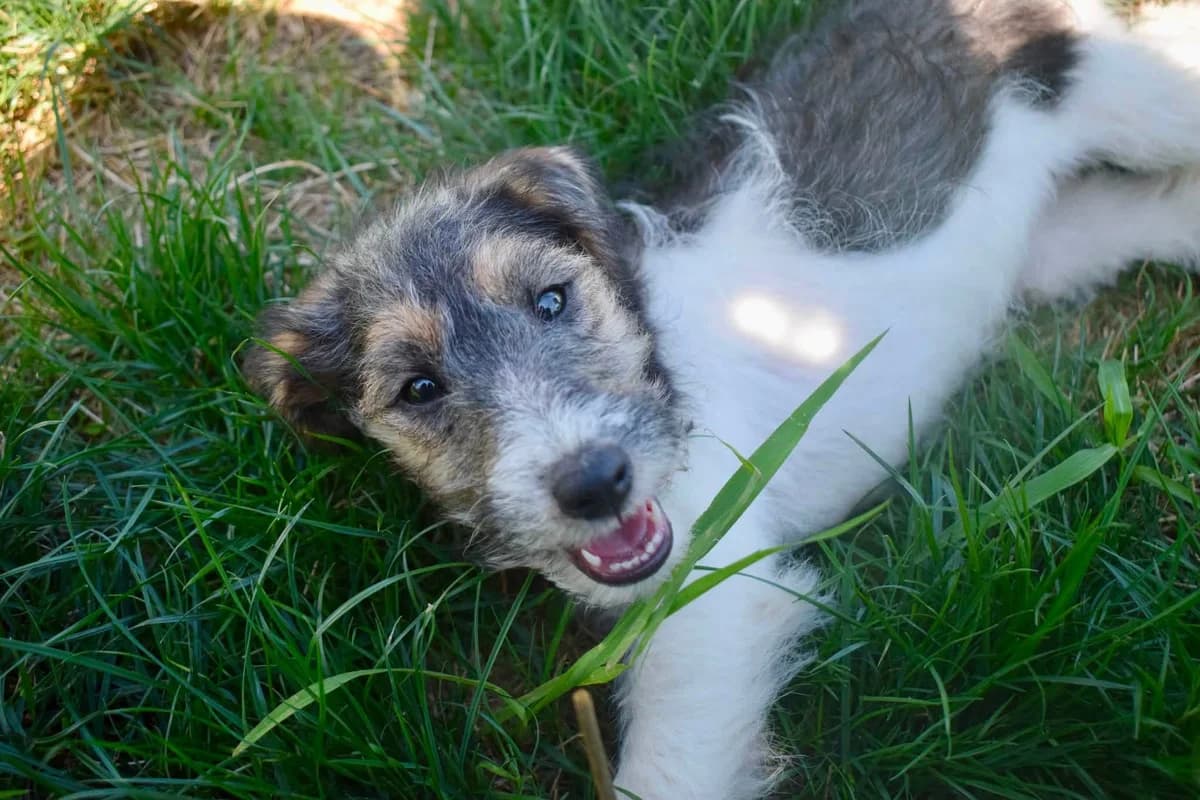 Elli, female 5yo Mixed Breed for adoption at Ein Herz für Streuner e.V., München