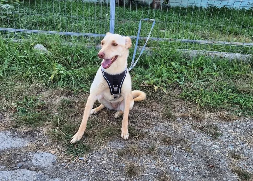 Elli, female young Mixed Breed for adoption at Ein Herz für Streuner e.V., München