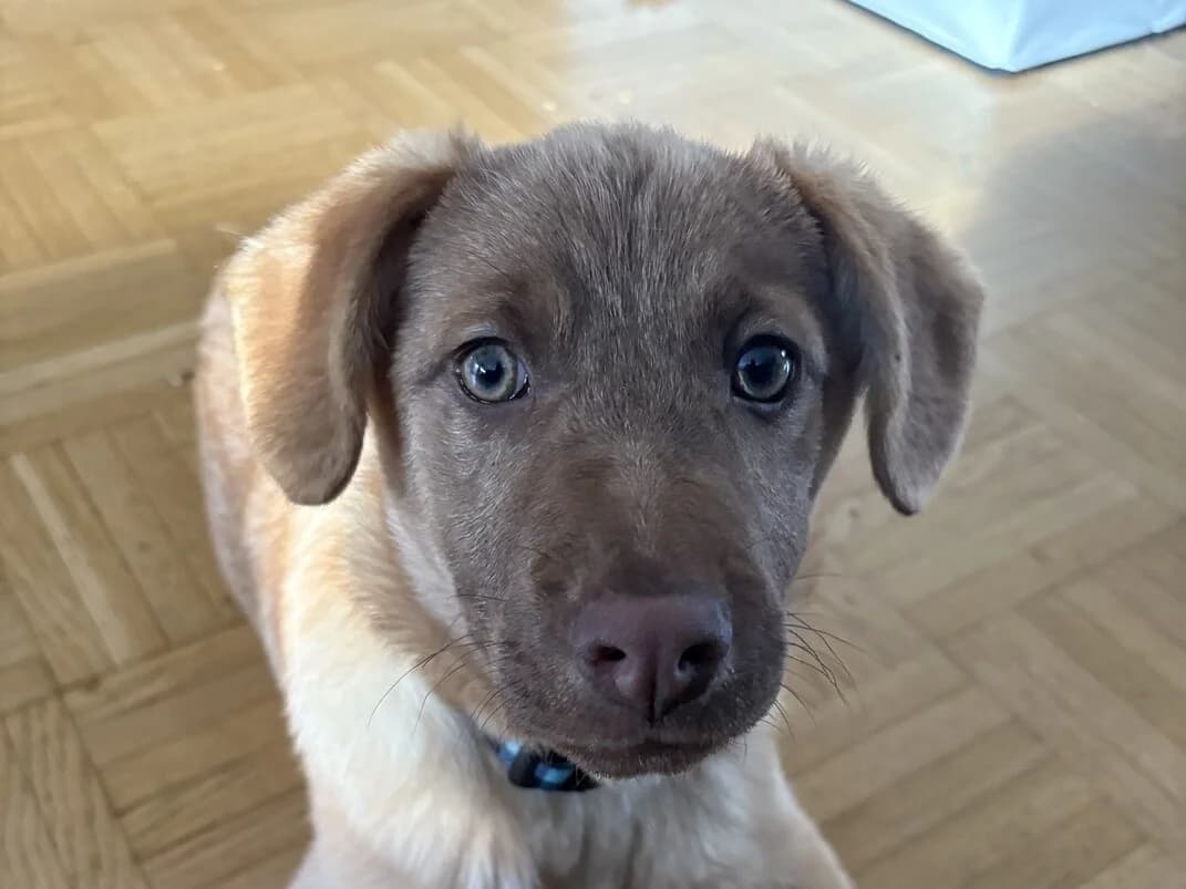 Ellie, female puppy Mixed Breed for adoption at Ein Herz für Streuner e.V., München