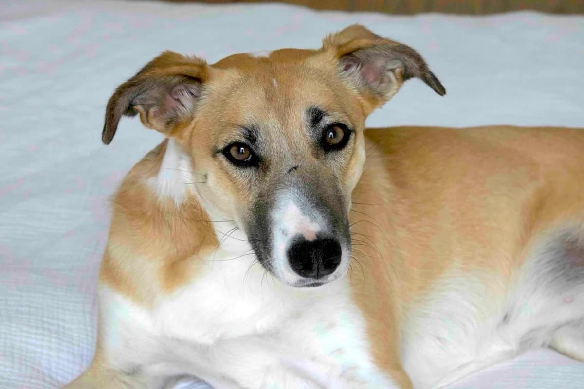 Ellie, female young Mixed Breed for adoption at Ein Herz für Streuner e.V., München