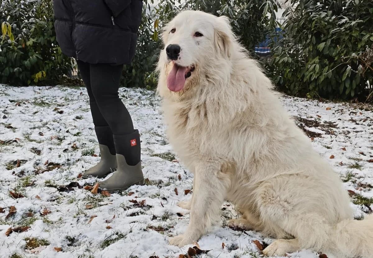 Elliot, male 5yo Mixed Breed for adoption at Ein Herz für Streuner e.V., München