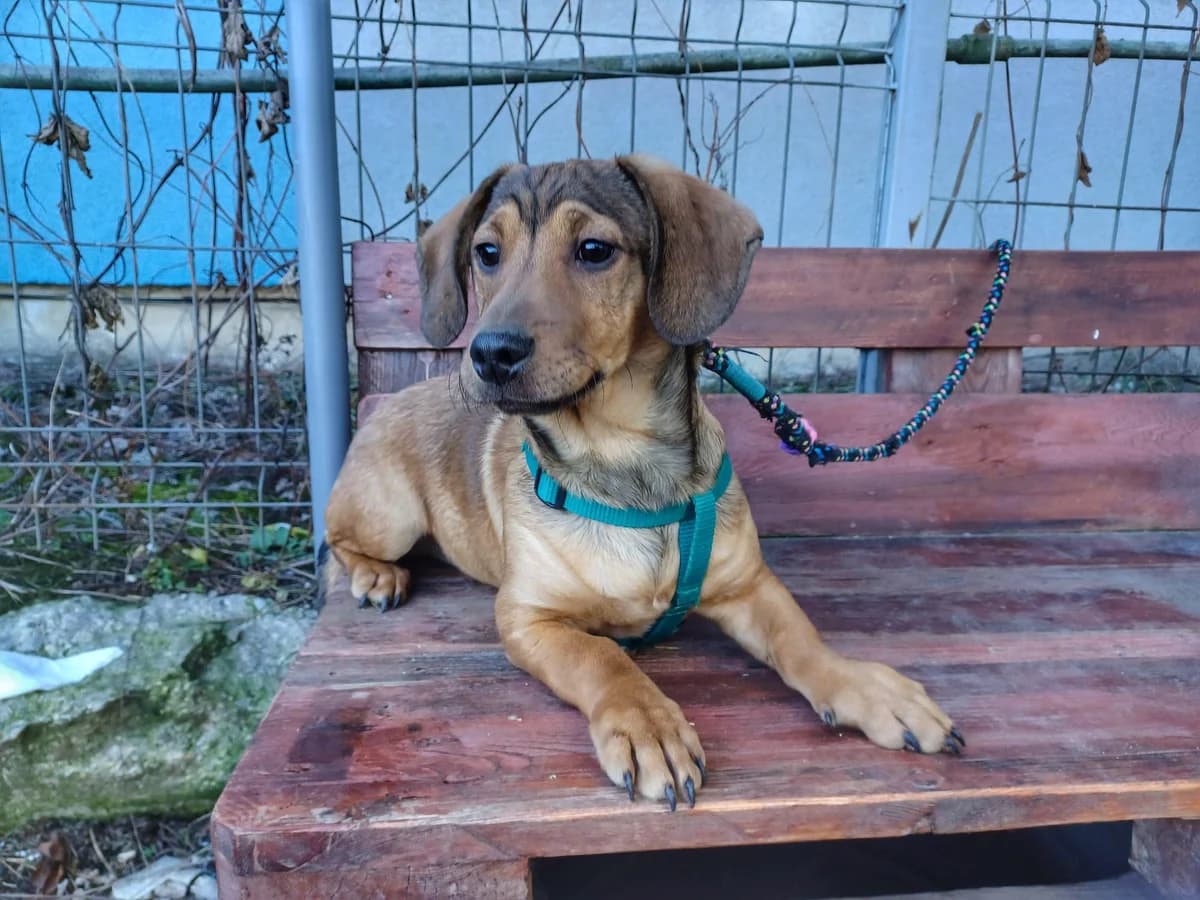 Ello, male puppy Mixed Breed for adoption at Ein Herz für Streuner e.V., München
