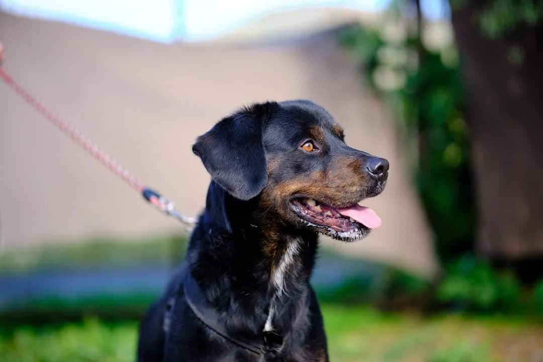 Ellos, male 5yo Mixed Breed for adoption at Ein Herz für Streuner e.V., München