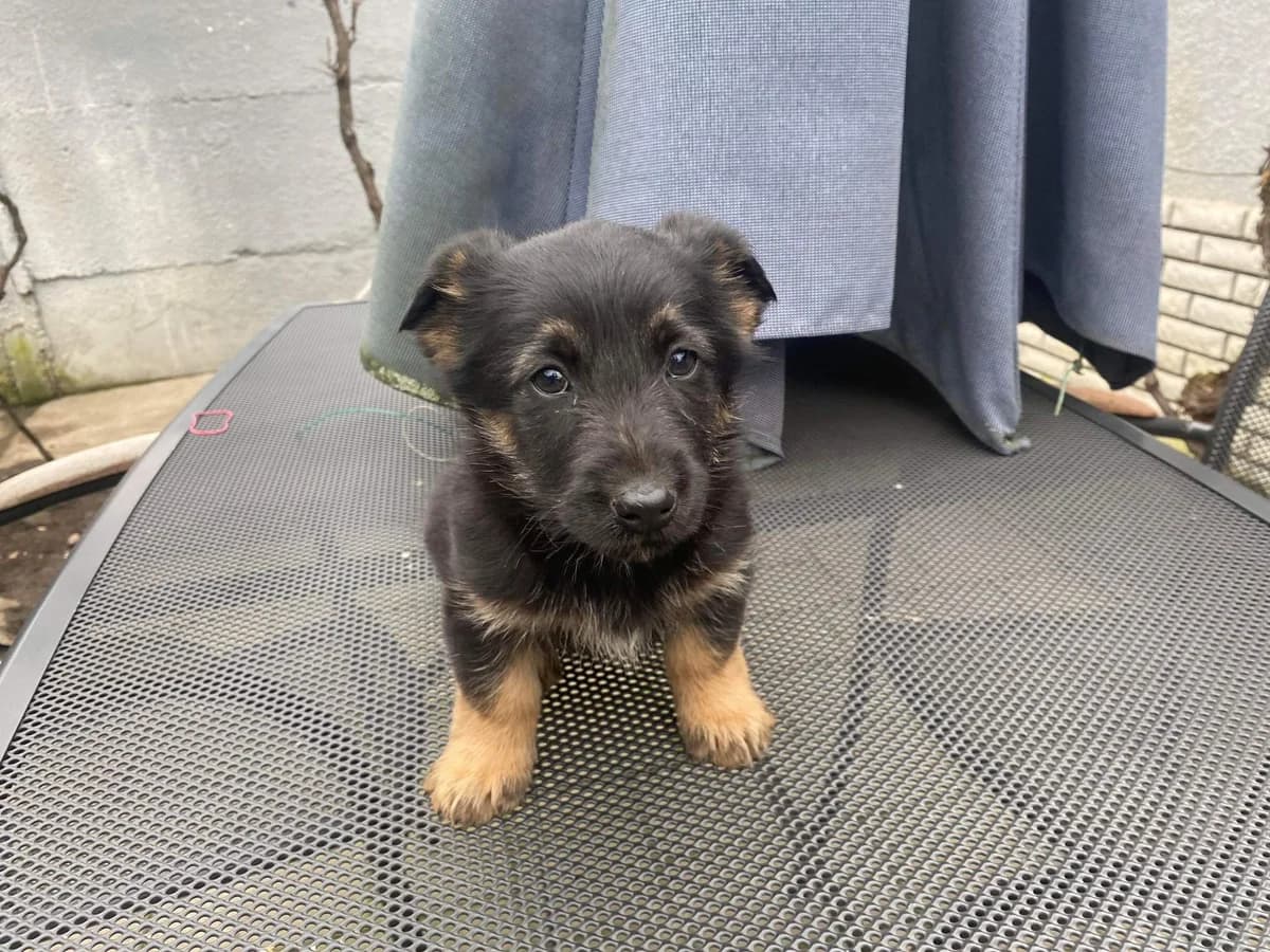 Elly, puppy Mixed Breed for adoption at Ein Herz für Streuner e.V., München
