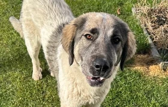 Elly, female 5yo Mixed Breed for adoption at Ein Herz für Streuner e.V., München