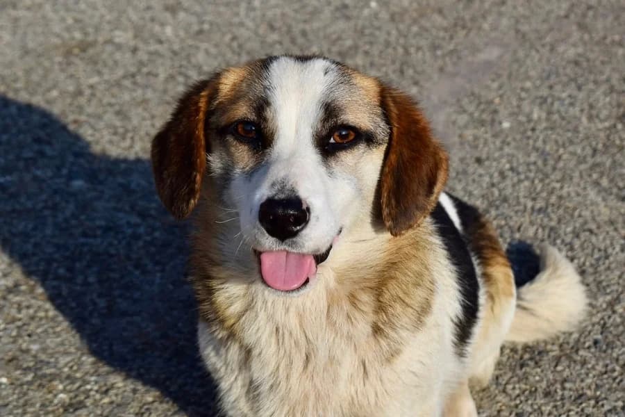 Elly, young Mixed Breed for adoption at Ein Herz für Streuner e.V., München