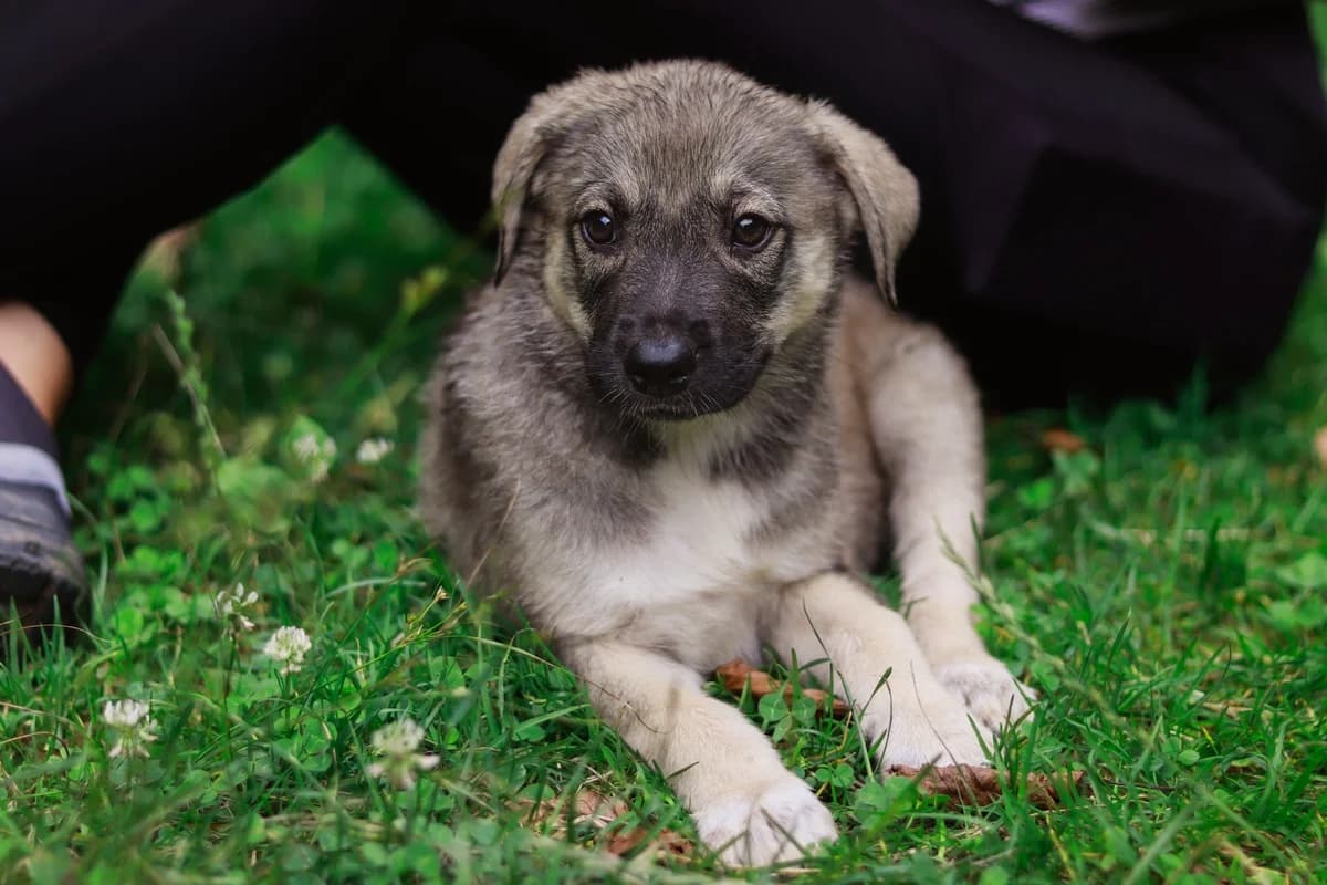 Elma, female puppy Mixed Breed for adoption at Ein Herz für Streuner e.V., München