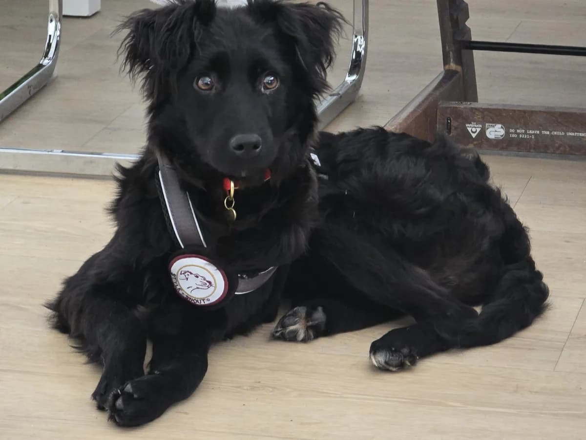 Elmas, male puppy Mixed Breed for adoption at Ein Herz für Streuner e.V., München