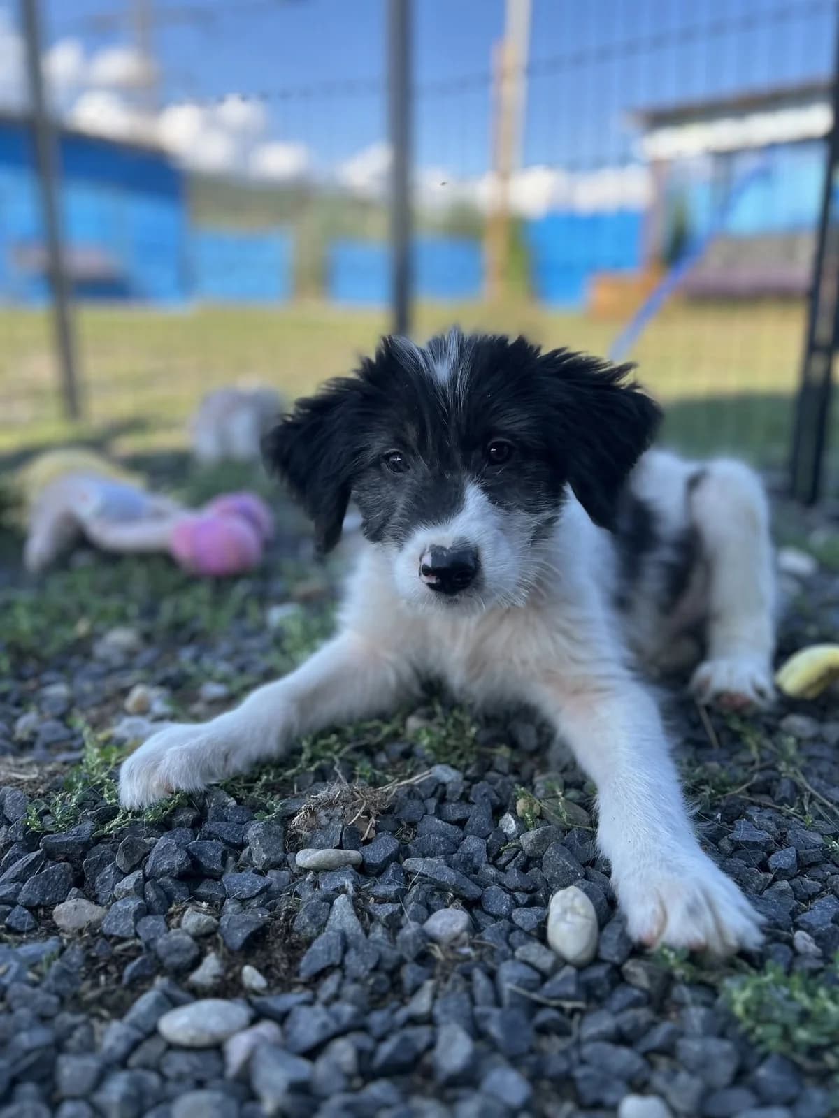 Elmer, weiß male puppy Mixed Breed for adoption at Ein Herz für Streuner e.V., München