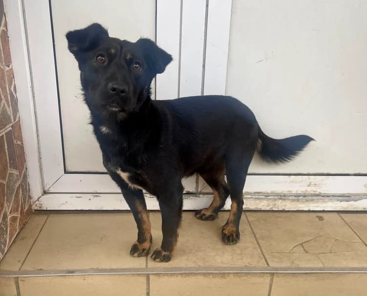 Elmo, male young Mixed Breed for adoption at Ein Herz für Streuner e.V., München