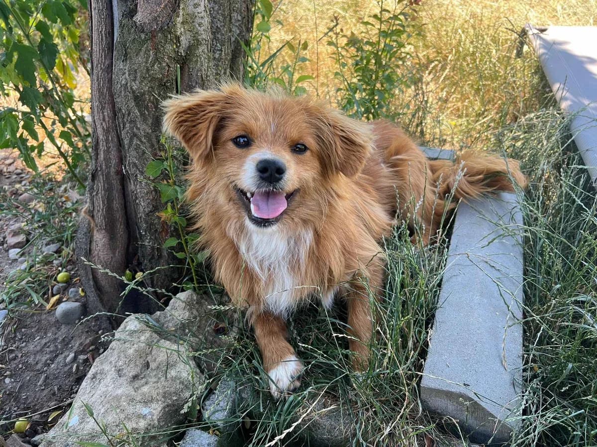 Elmo, male puppy Mixed Breed for adoption at Ein Herz für Streuner e.V., München