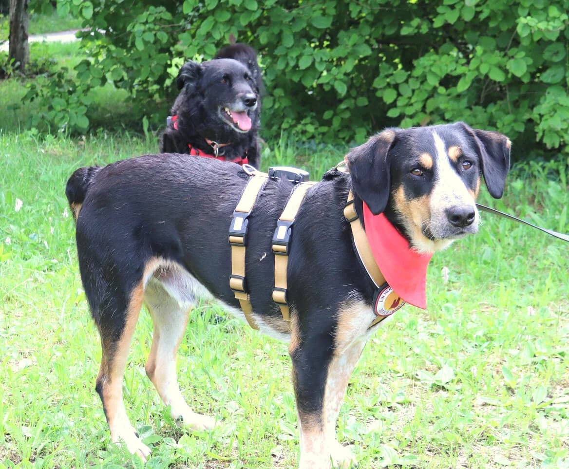 Elmo, male 3yo Mixed Breed for adoption at Ein Herz für Streuner e.V., München