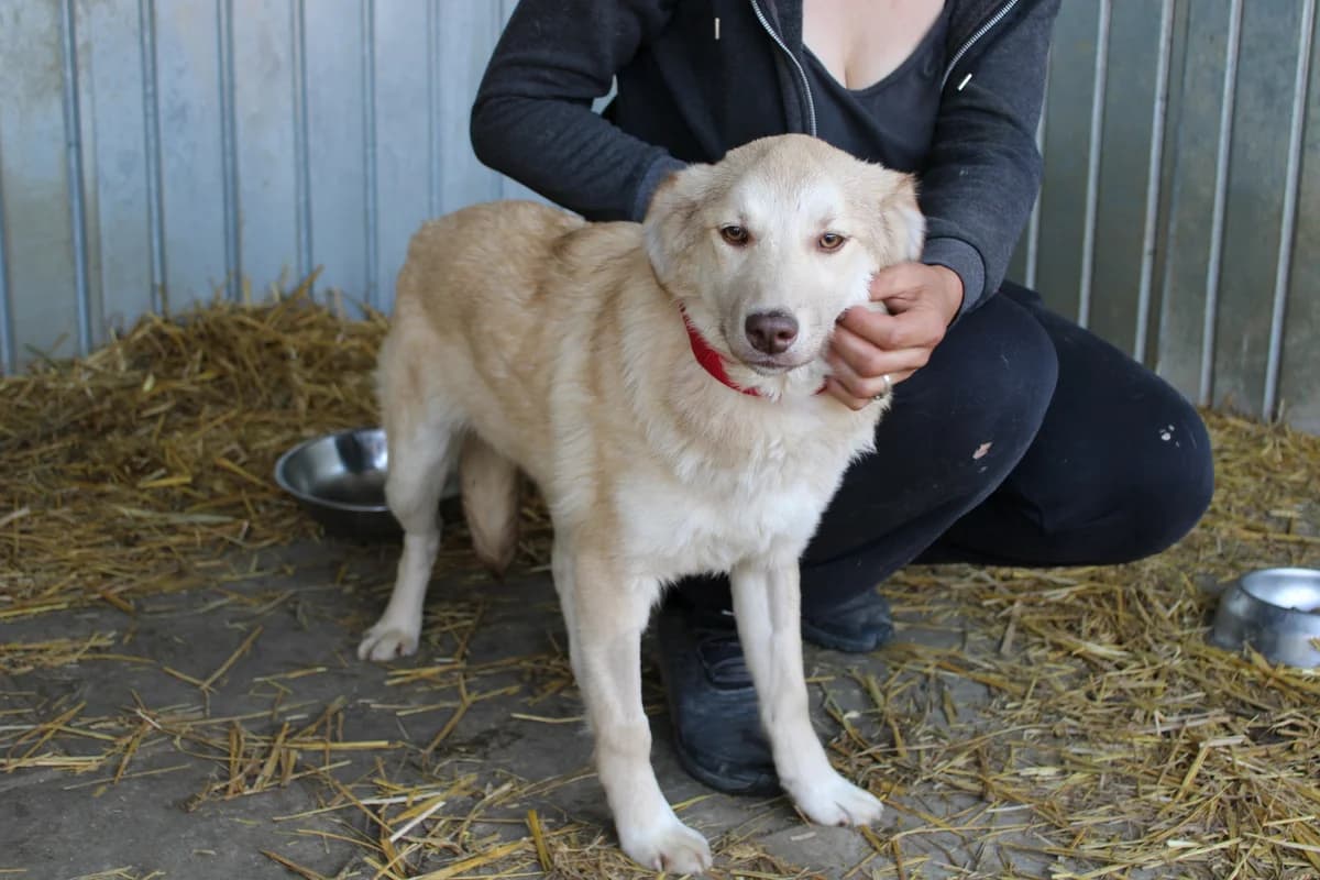 Elmonde, female puppy Mixed Breed for adoption at Ein Herz für Streuner e.V., München