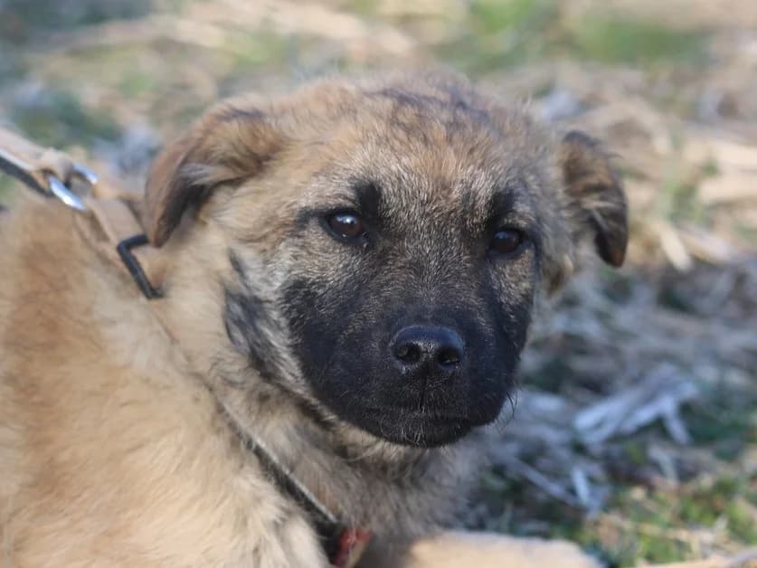Eloise, female puppy Mixed Breed for adoption at Ein Herz für Streuner e.V., München