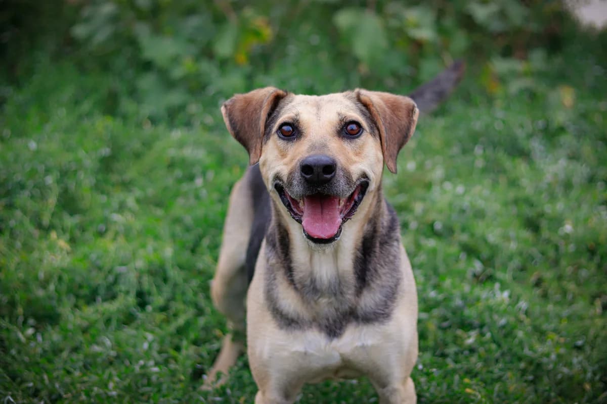 Elouan, braun male 5yo Mixed Breed for adoption at Ein Herz für Streuner e.V., München