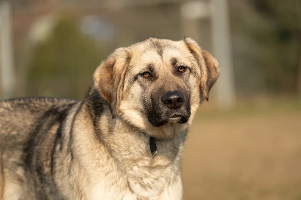 Eloy, male 5yo Mixed Breed for adoption at Ein Herz für Streuner e.V., München