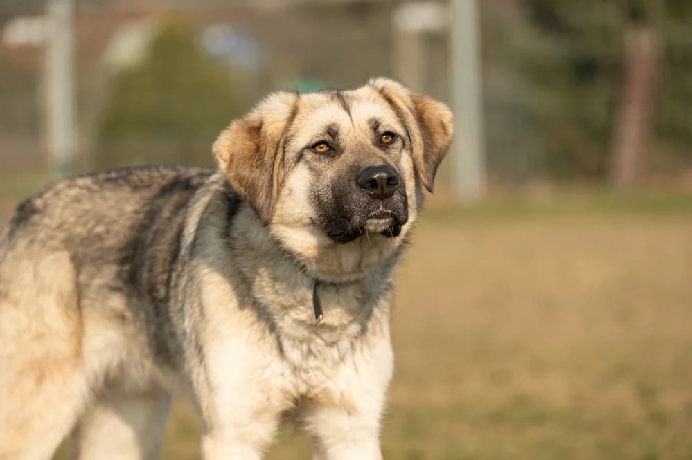 Eloy, male 3yo Mixed Breed for adoption at Ein Herz für Streuner e.V., München