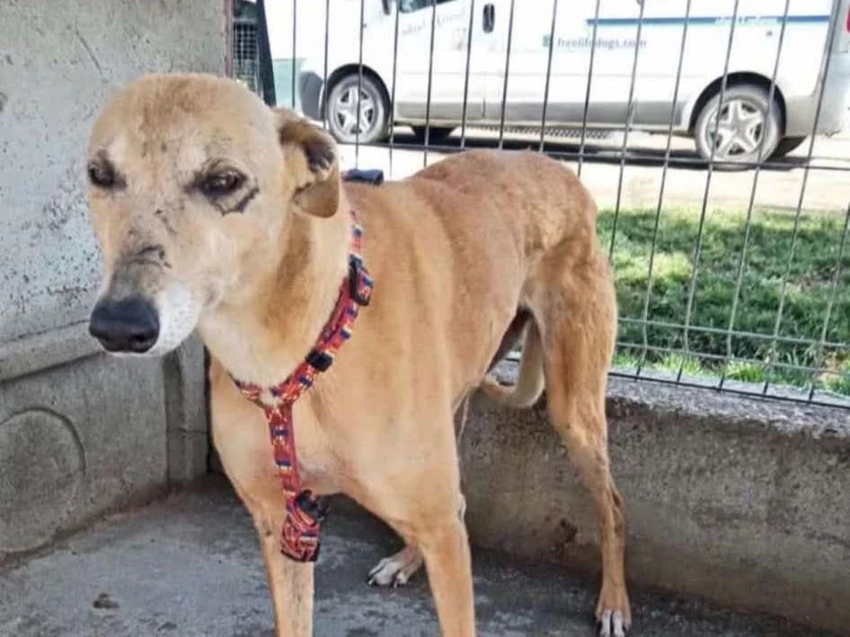 Elpida, Mixed Breed for adoption at Ein Herz für Streuner e.V., München