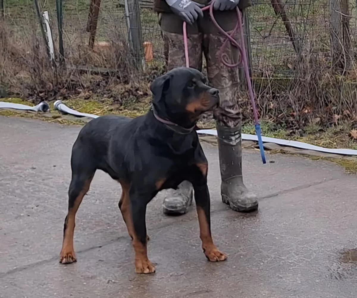 Elrik, male 5yo Mixed Breed for adoption at Ein Herz für Streuner e.V., München