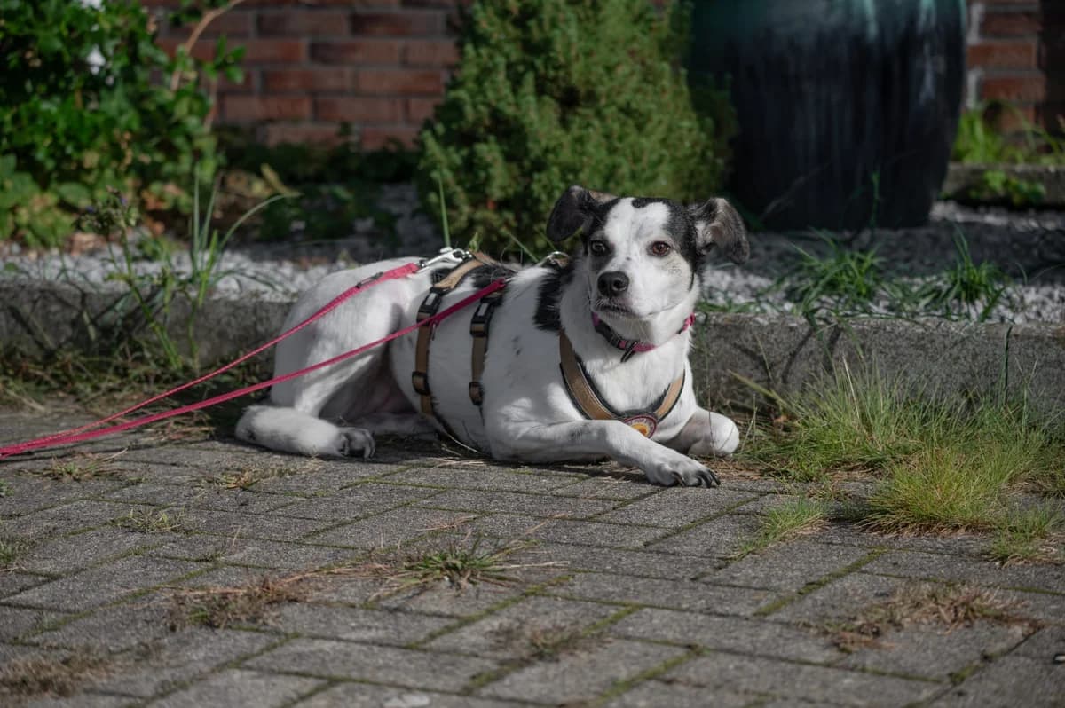 Elsa, schwarz female 5yo Mixed Breed for adoption at Ein Herz für Streuner e.V., München