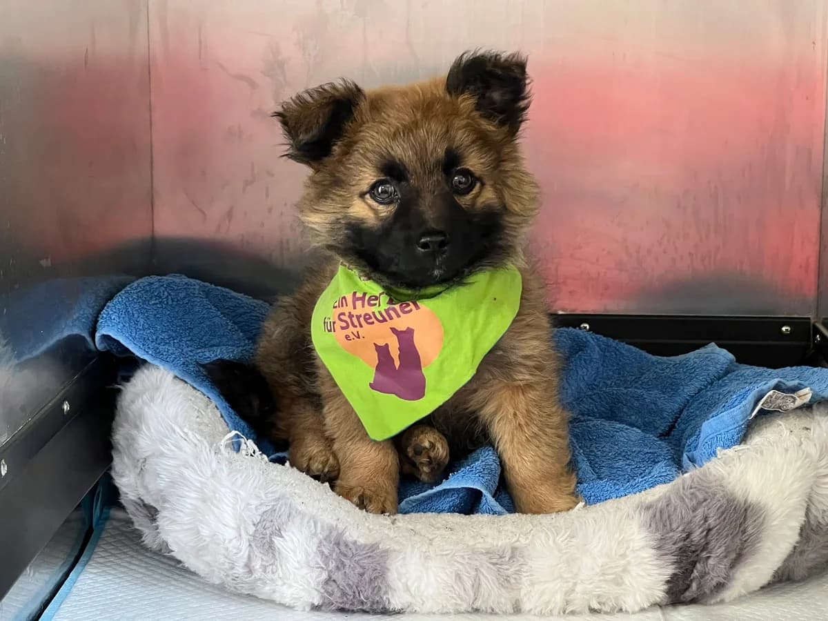 Elsa, female puppy Mixed Breed for adoption at Ein Herz für Streuner e.V., München