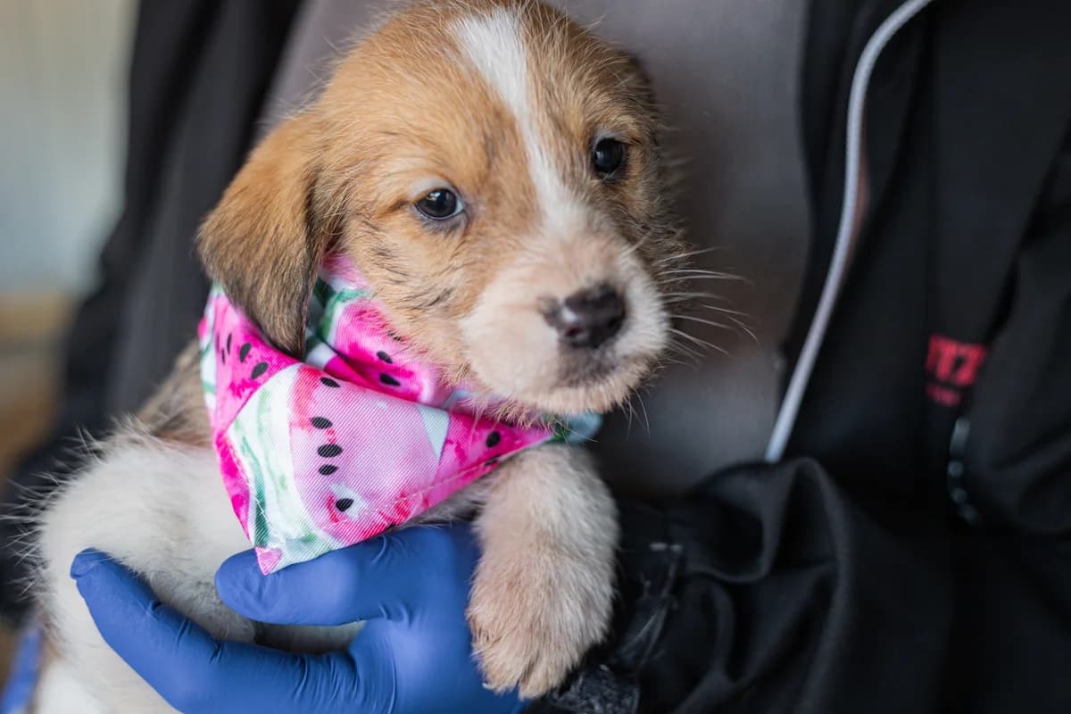 Elsa, female puppy Mixed Breed for adoption at Ein Herz für Streuner e.V., München