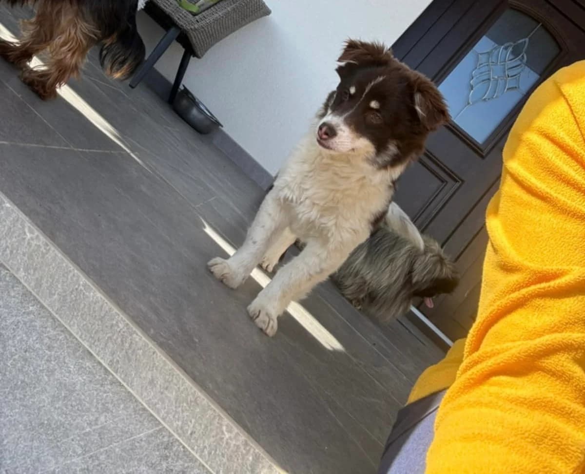 Elsa, female puppy Mixed Breed for adoption at Ein Herz für Streuner e.V., München