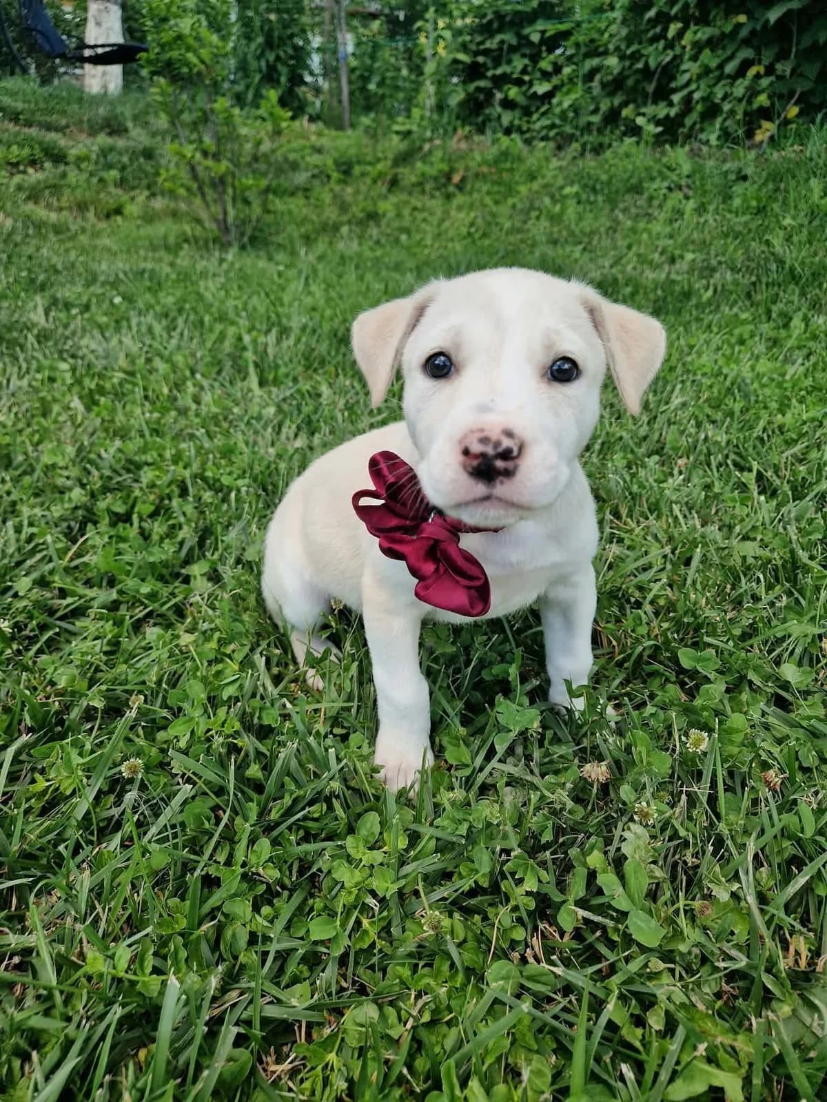 Elsa, weiß female puppy Mixed Breed for adoption at Ein Herz für Streuner e.V., München
