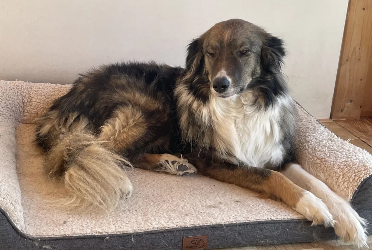 Else, female 3yo Mixed Breed for adoption at Ein Herz für Streuner e.V., München