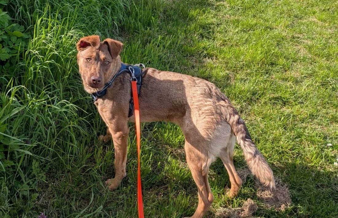Elsie, female puppy Mixed Breed for adoption at Ein Herz für Streuner e.V., München