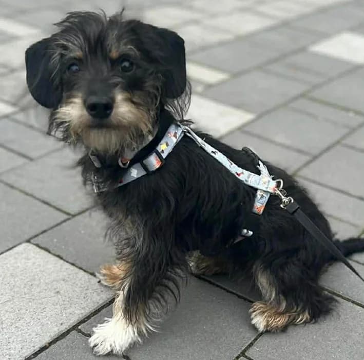 Elsie, puppy Mixed Breed for adoption at Ein Herz für Streuner e.V., München