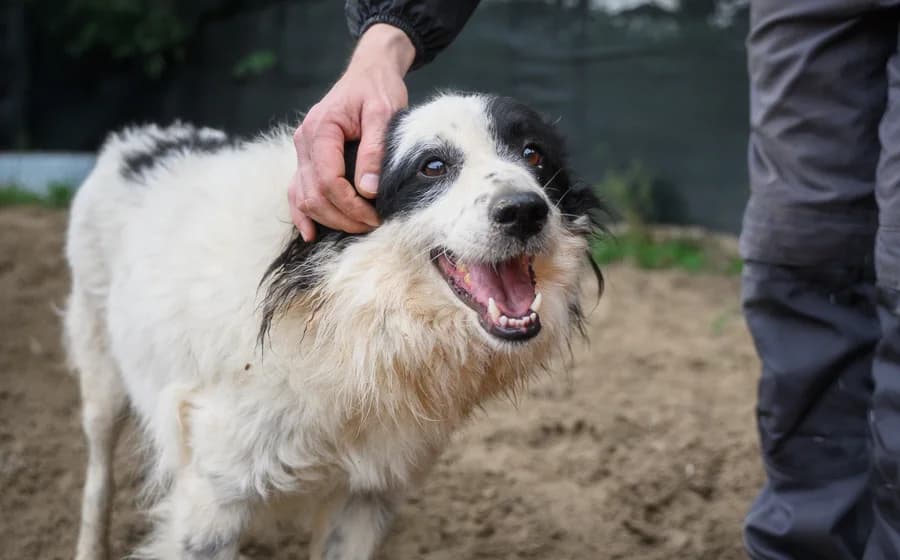 Elton, male 5yo Mixed Breed for adoption at Ein Herz für Streuner e.V., München