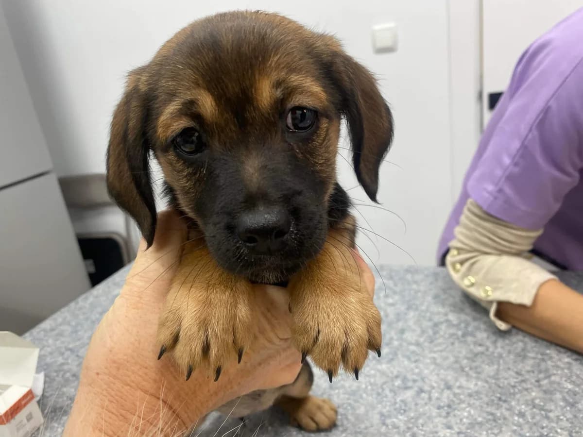 Elva, female puppy Mixed Breed for adoption at Ein Herz für Streuner e.V., München