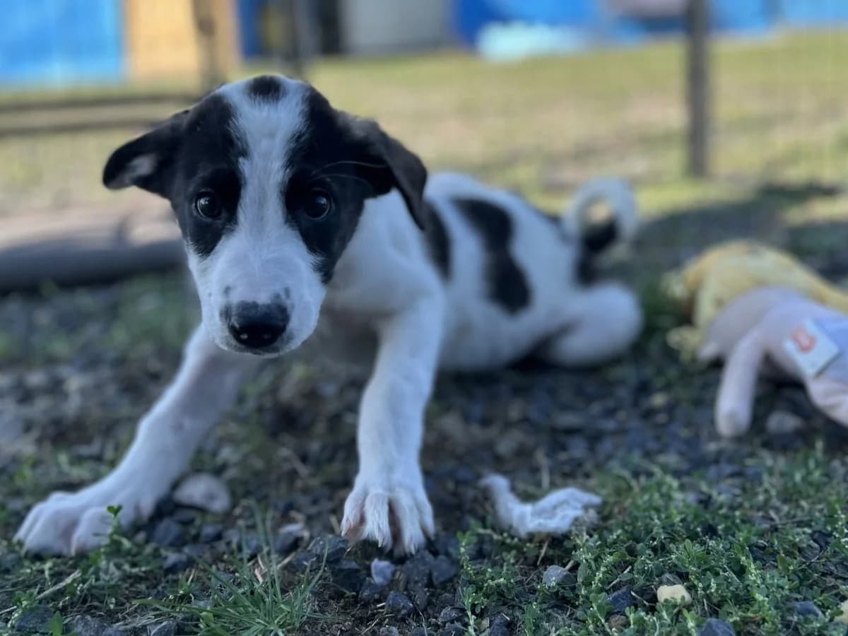 Elva, weiß female puppy Mixed Breed for adoption at Ein Herz für Streuner e.V., München
