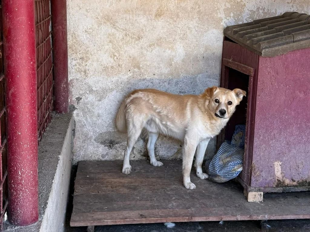 Elvin, male 3yo Mixed Breed for adoption at Ein Herz für Streuner e.V., München