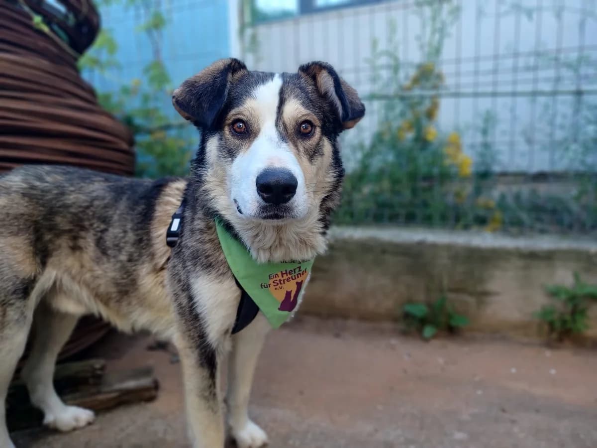 Elvis, male young Mixed Breed for adoption at Ein Herz für Streuner e.V., München