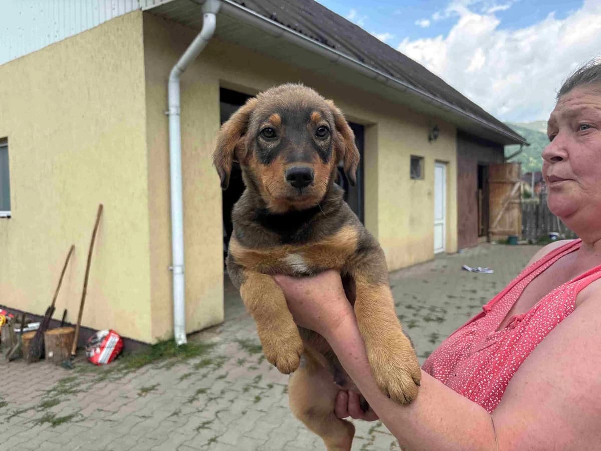 Elvis, male puppy Mixed Breed for adoption at Ein Herz für Streuner e.V., München