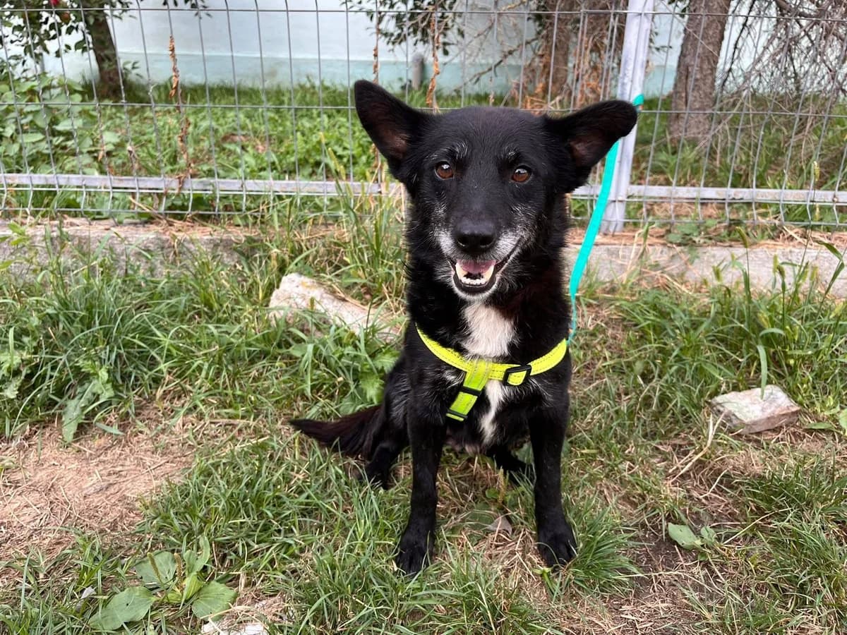 Elvis, weiß male 5yo Mixed Breed for adoption at Ein Herz für Streuner e.V., München