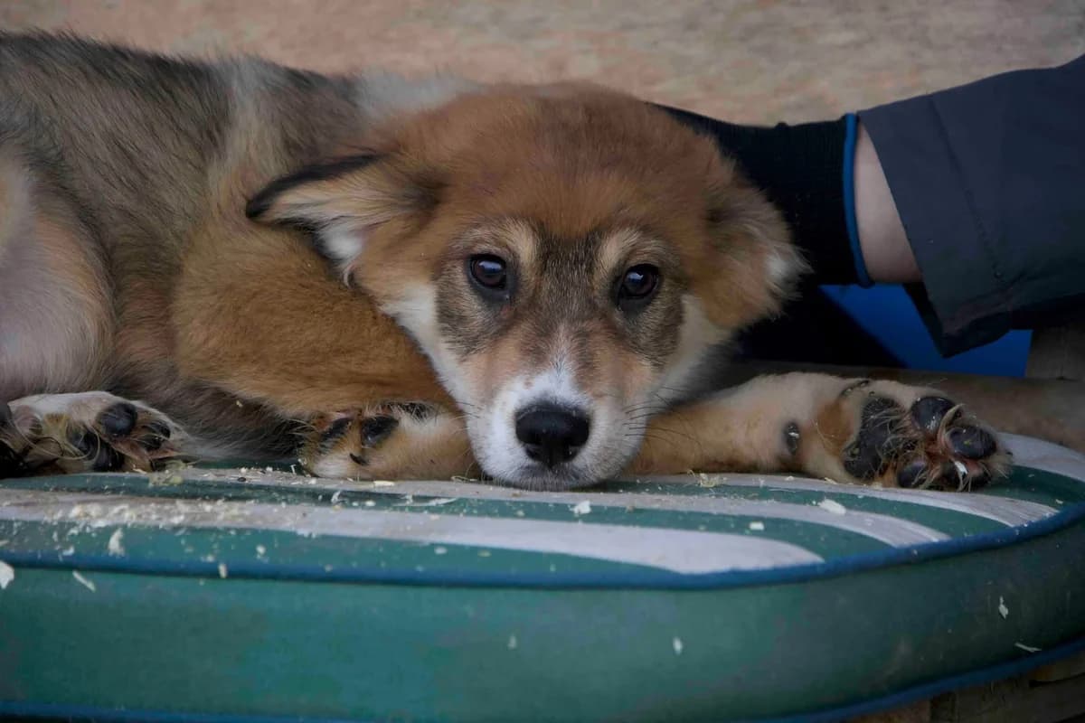 Elwin, sand male puppy Mixed Breed for adoption at Ein Herz für Streuner e.V., München