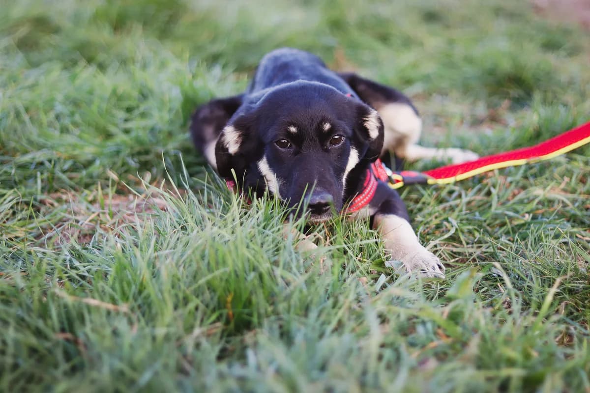 Elyse, female puppy Mixed Breed for adoption at Ein Herz für Streuner e.V., München