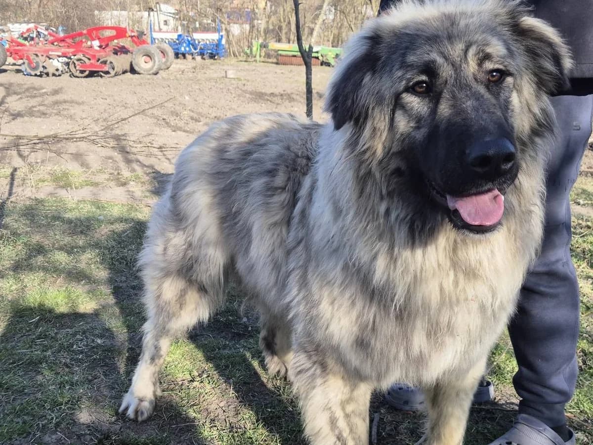 Ember, gold female young Mixed Breed for adoption at Ein Herz für Streuner e.V., München